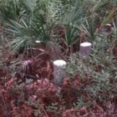 Florida test site