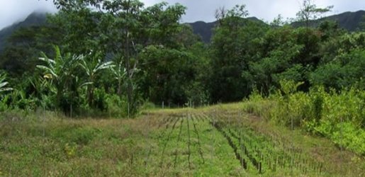 Hawaii Field Site