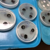 mold test on adhesives