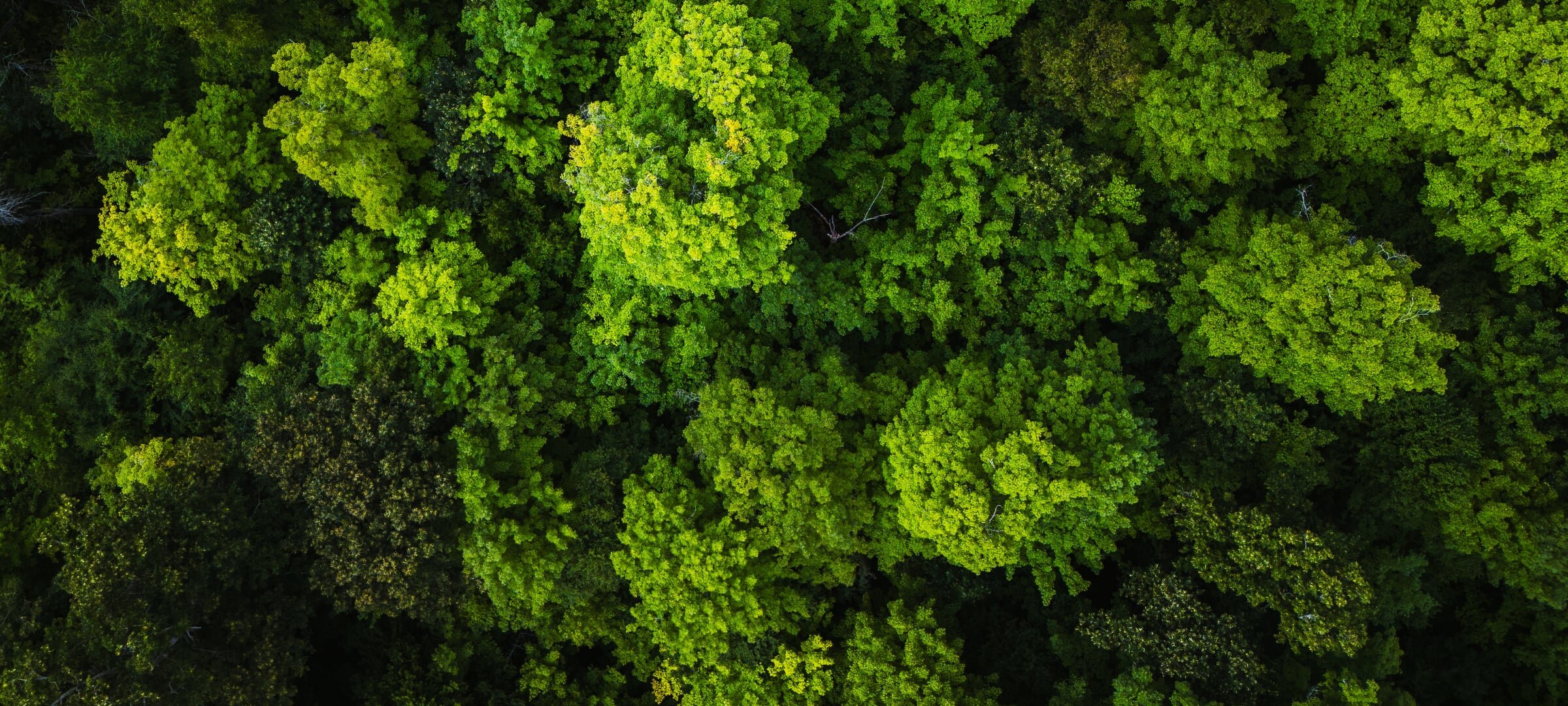 A forest shot from overhead via drone