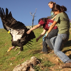 Person capturing a Condor