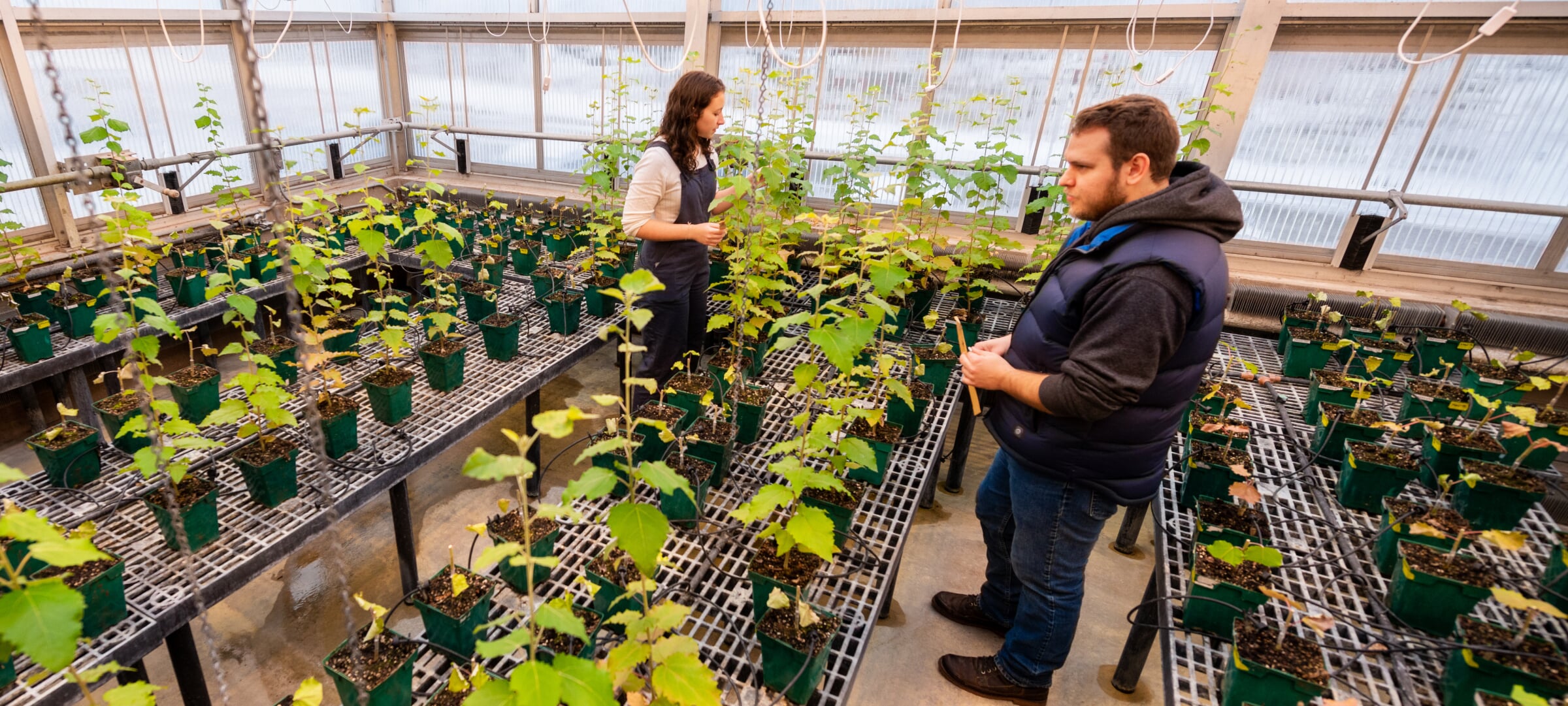 Two students in a greenhouse with plants in plastic pots on long metal tables