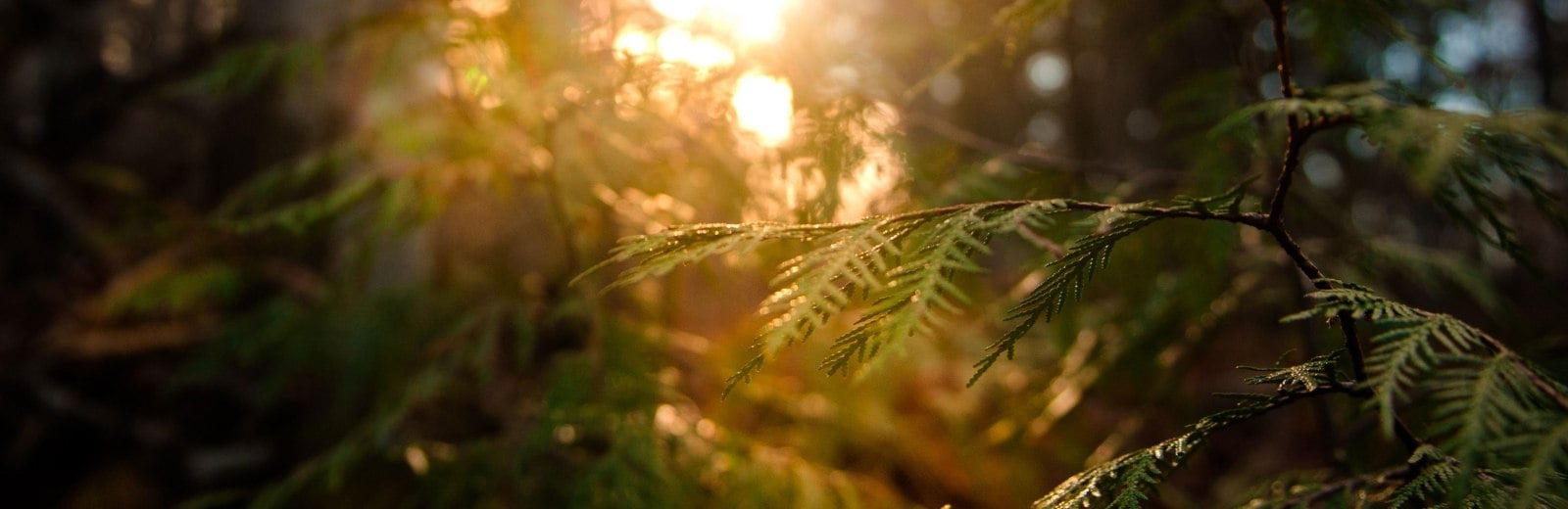 Sun shining through cedar branches.