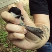 A researcher holding a bird in their hand
