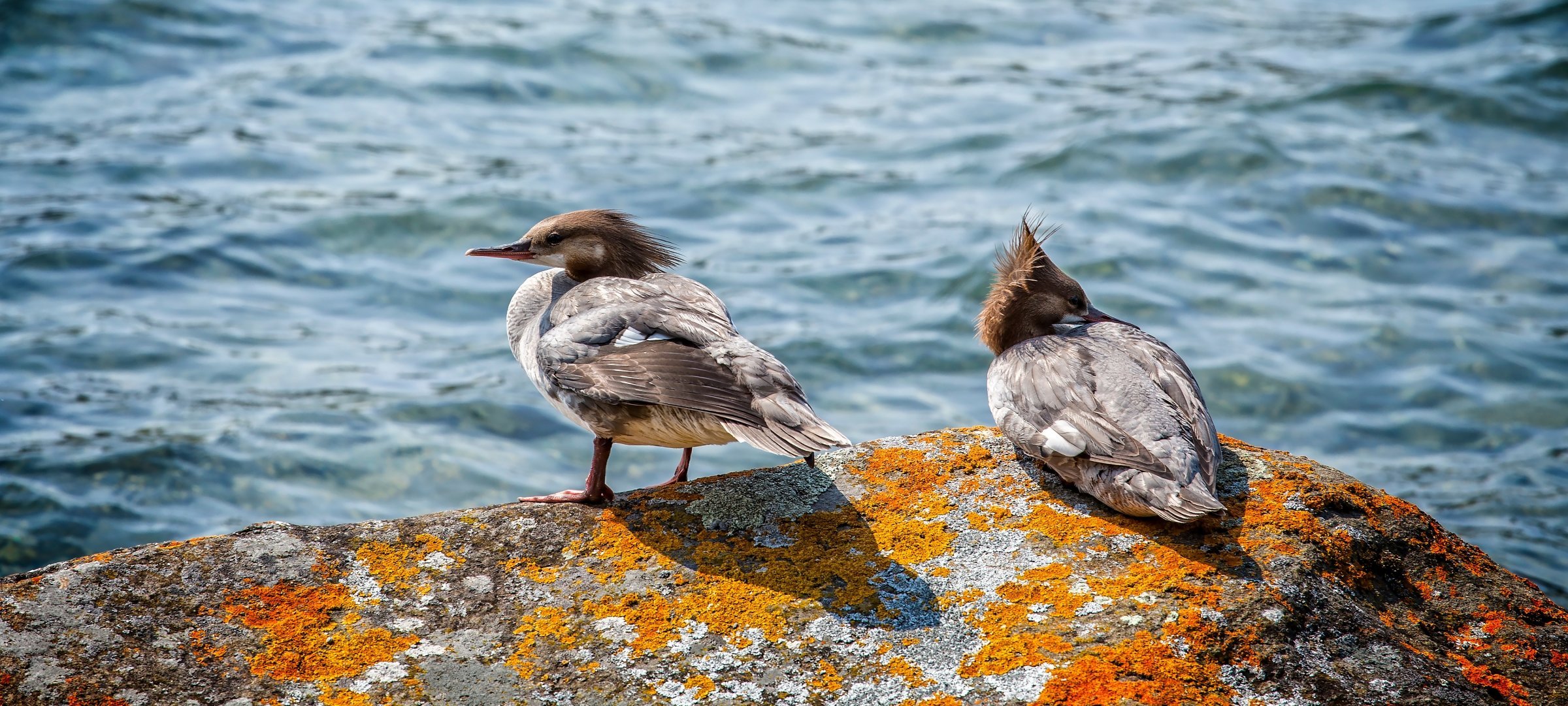 Two ducks on a rock in the water on Isle Royale