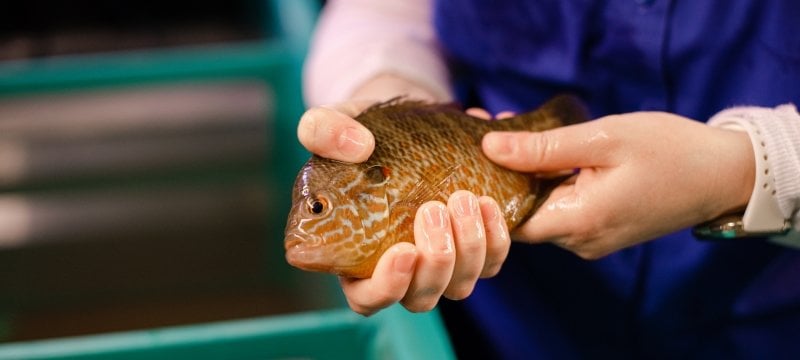 Researcher holding a fish in a lab.