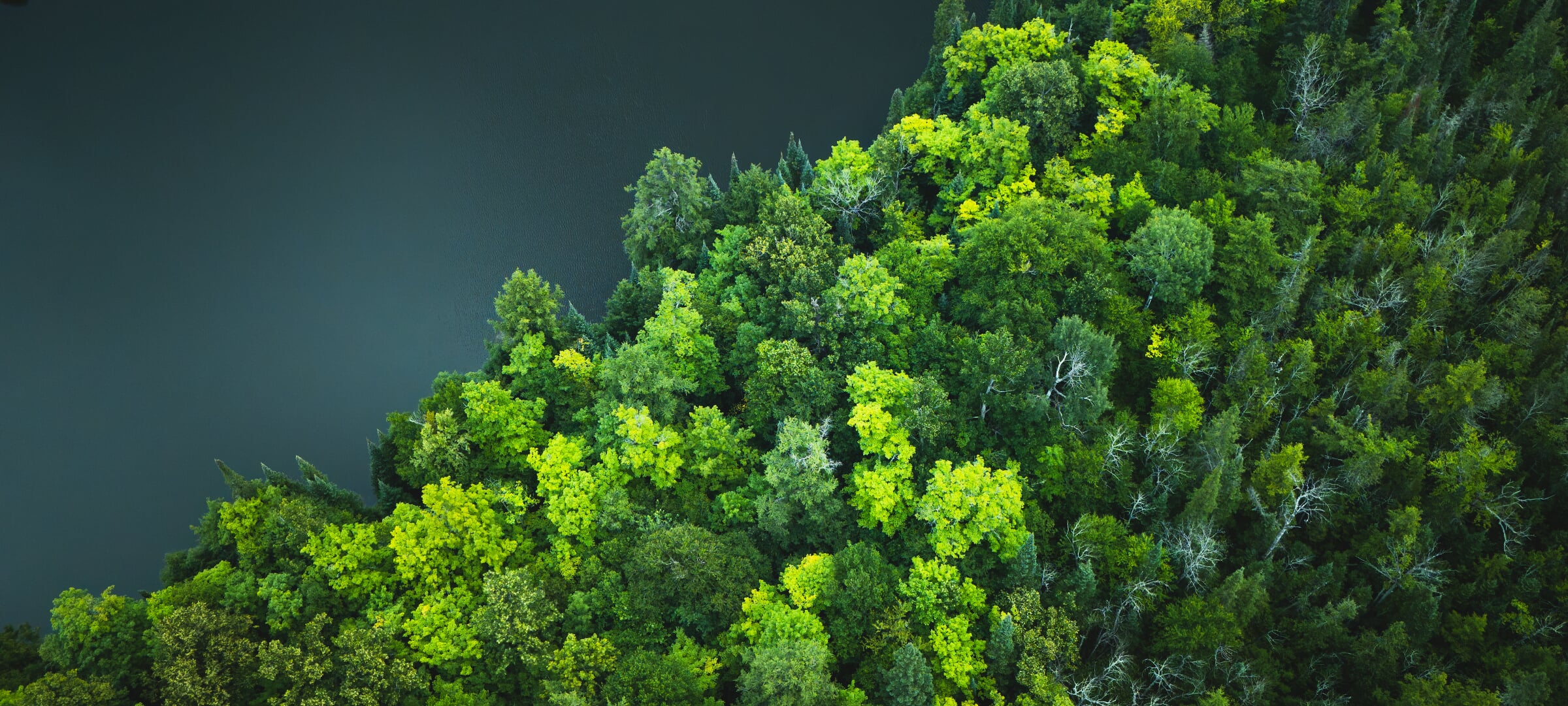 A forest on the border of a body of water