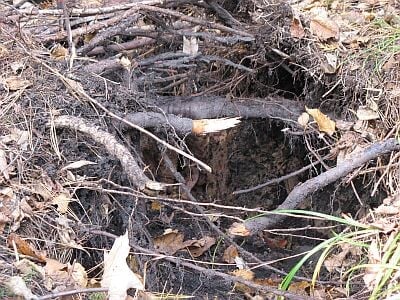 Broken tree roots span the crack.