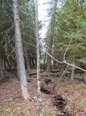 Trees along the crack tilting outward.