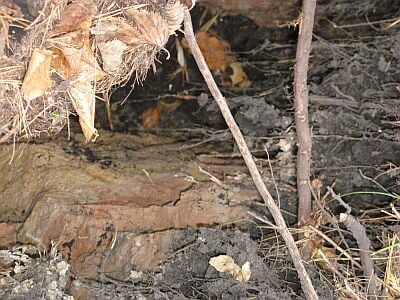 Clay seen in the crack.