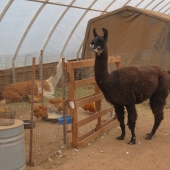 The llamas Tina and Stuart