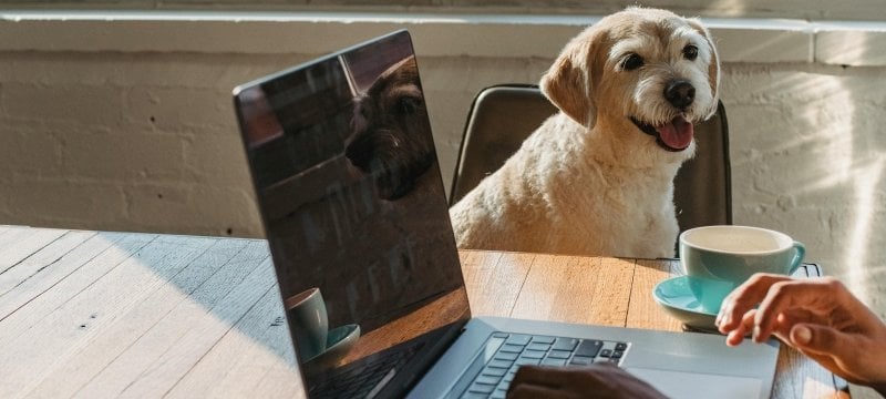 Student working at a computer with a dod watching.