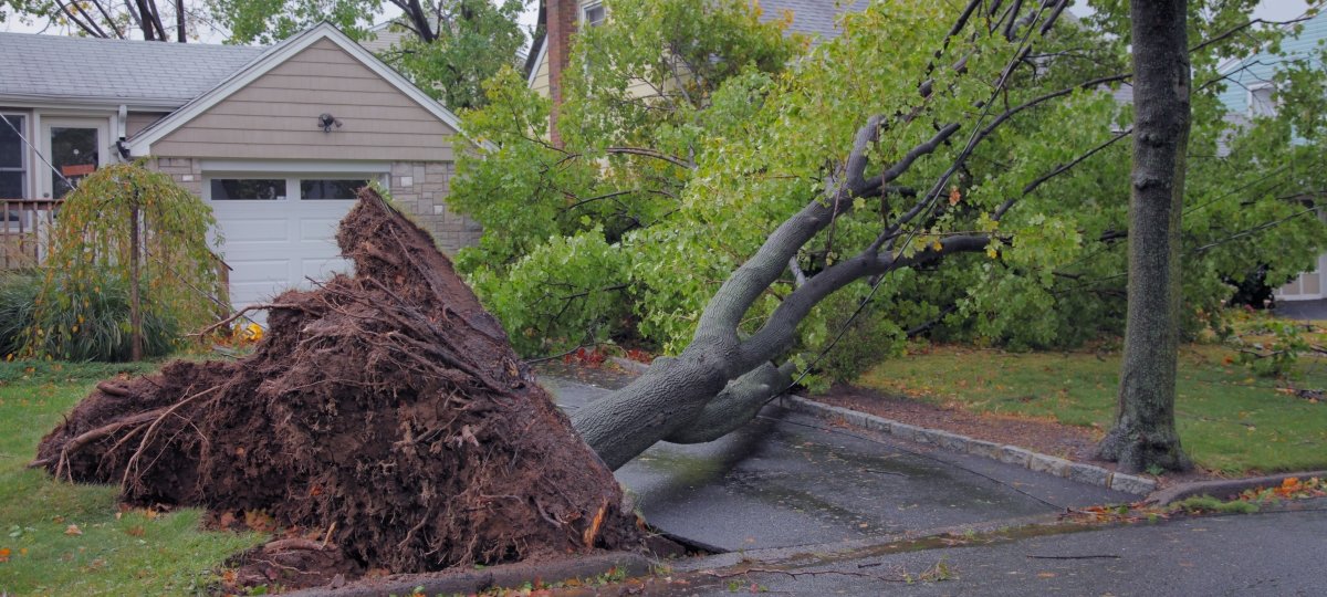 Tree uprooted in a neighborhood during a storm