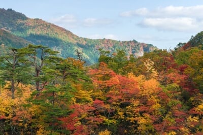 A view of a very colorful mixed (hardwood and softwood) forest in the fall.