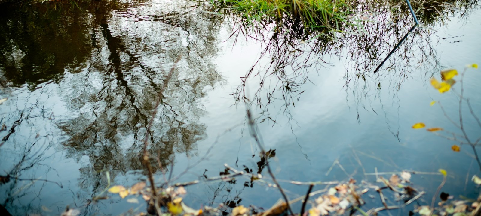 A pond or small body of water surrounded by grass and trees.