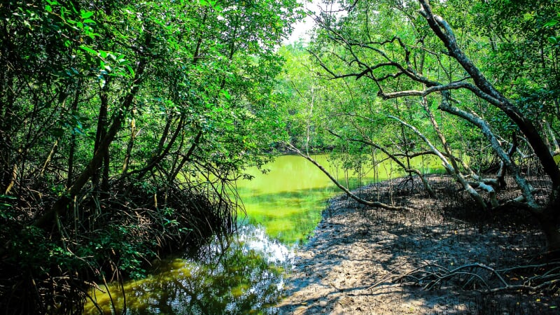 A close up of a stream surrounded by trees.