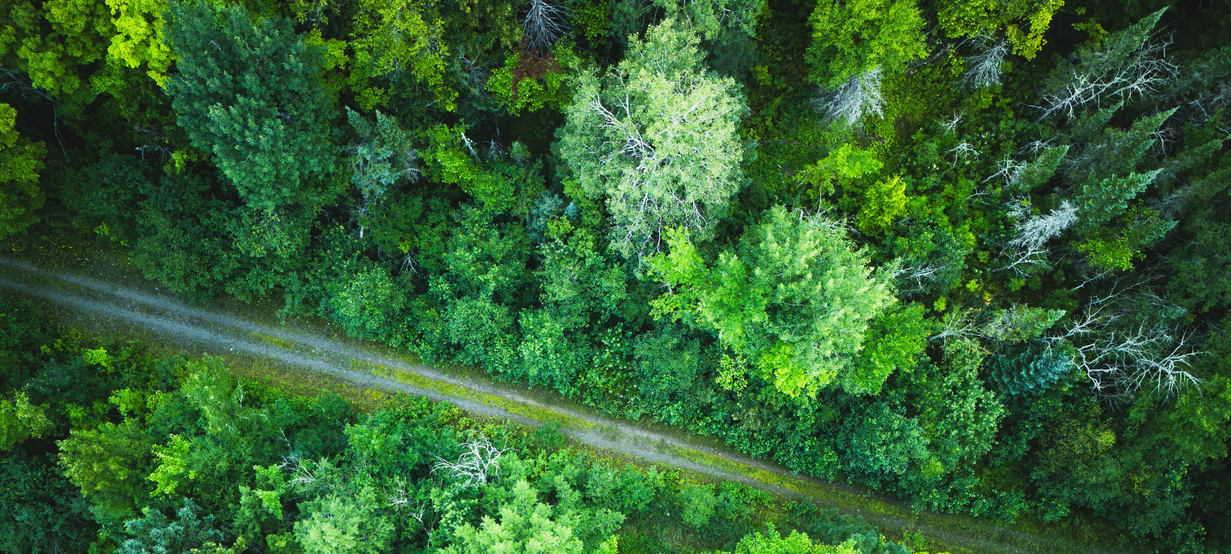 Aerial view of a dirt road through a green forest.