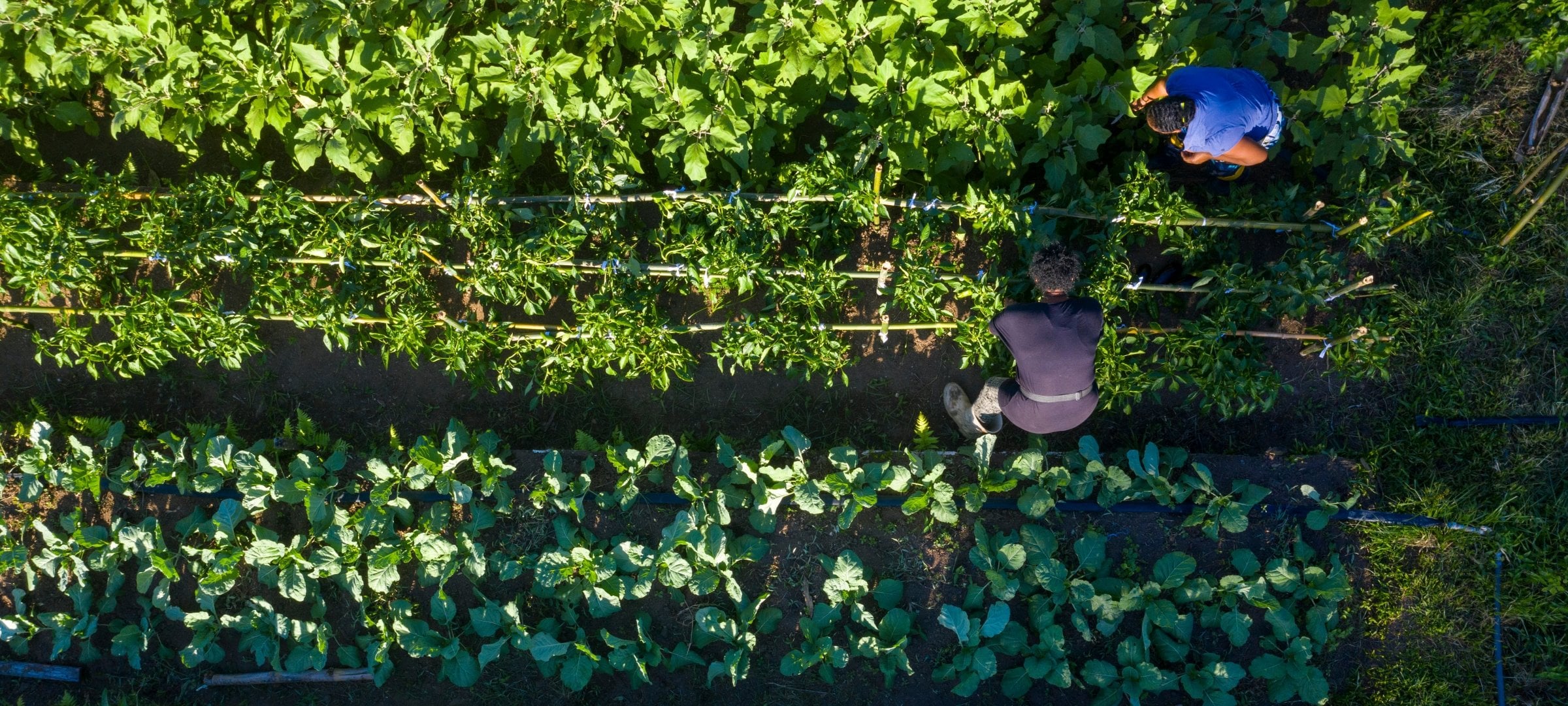 Two graduate students working in a community garden
