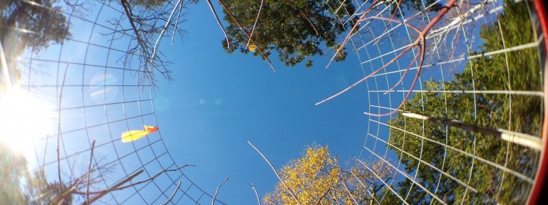 fence protecting young trees fish eye look up at canaopy