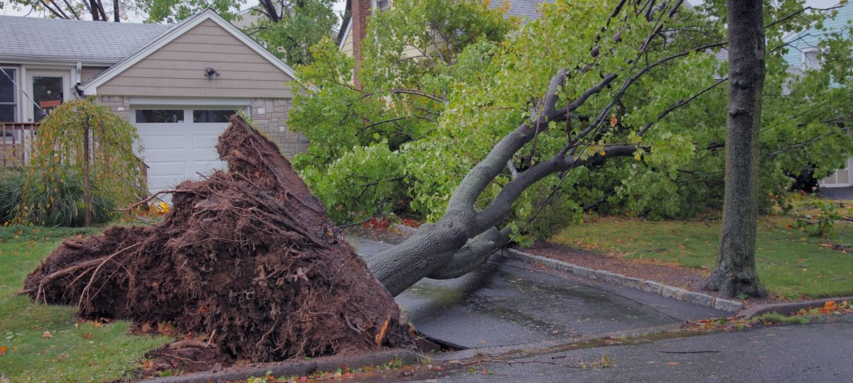 Overturned tree in front of a house with roots showing