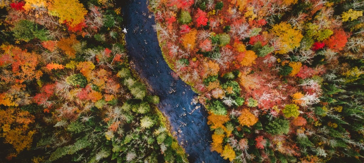 Aerial of a stream and wooden area in fall.