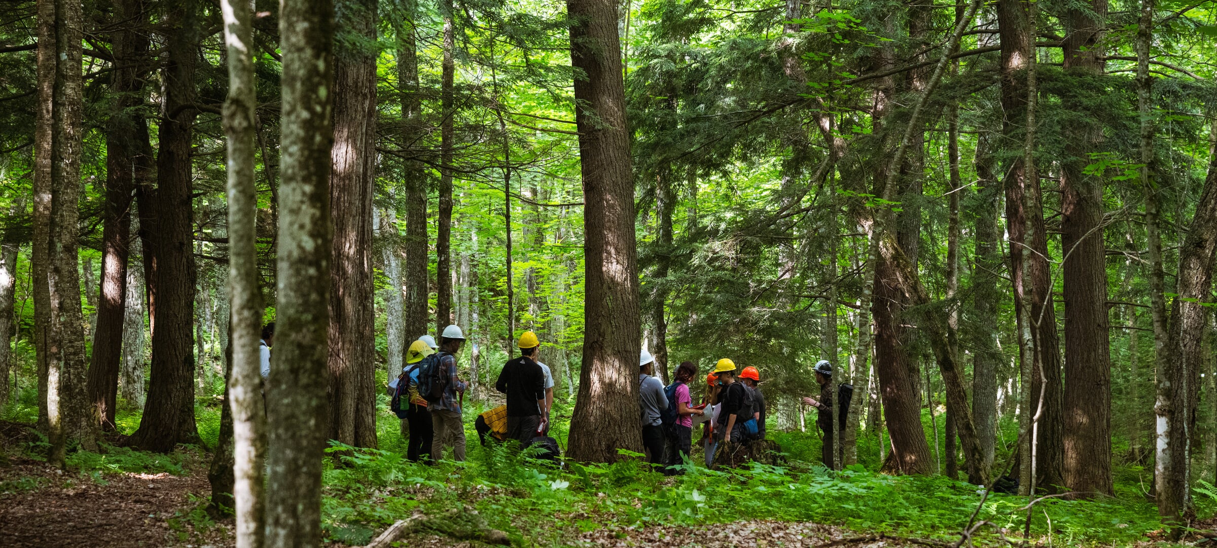 A group of students wearing hard hats in the middle of a forest, inspecting the area around them.