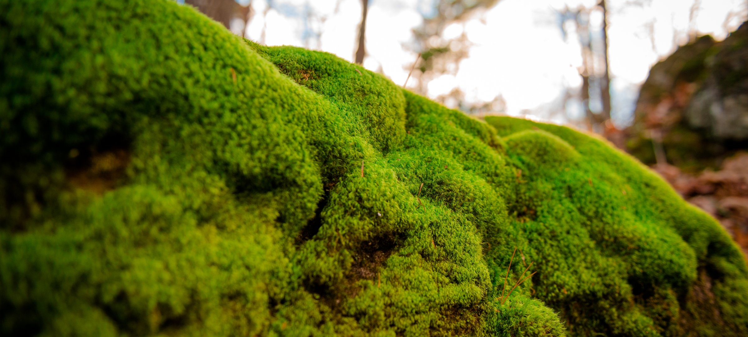 Moss growth in the woods.