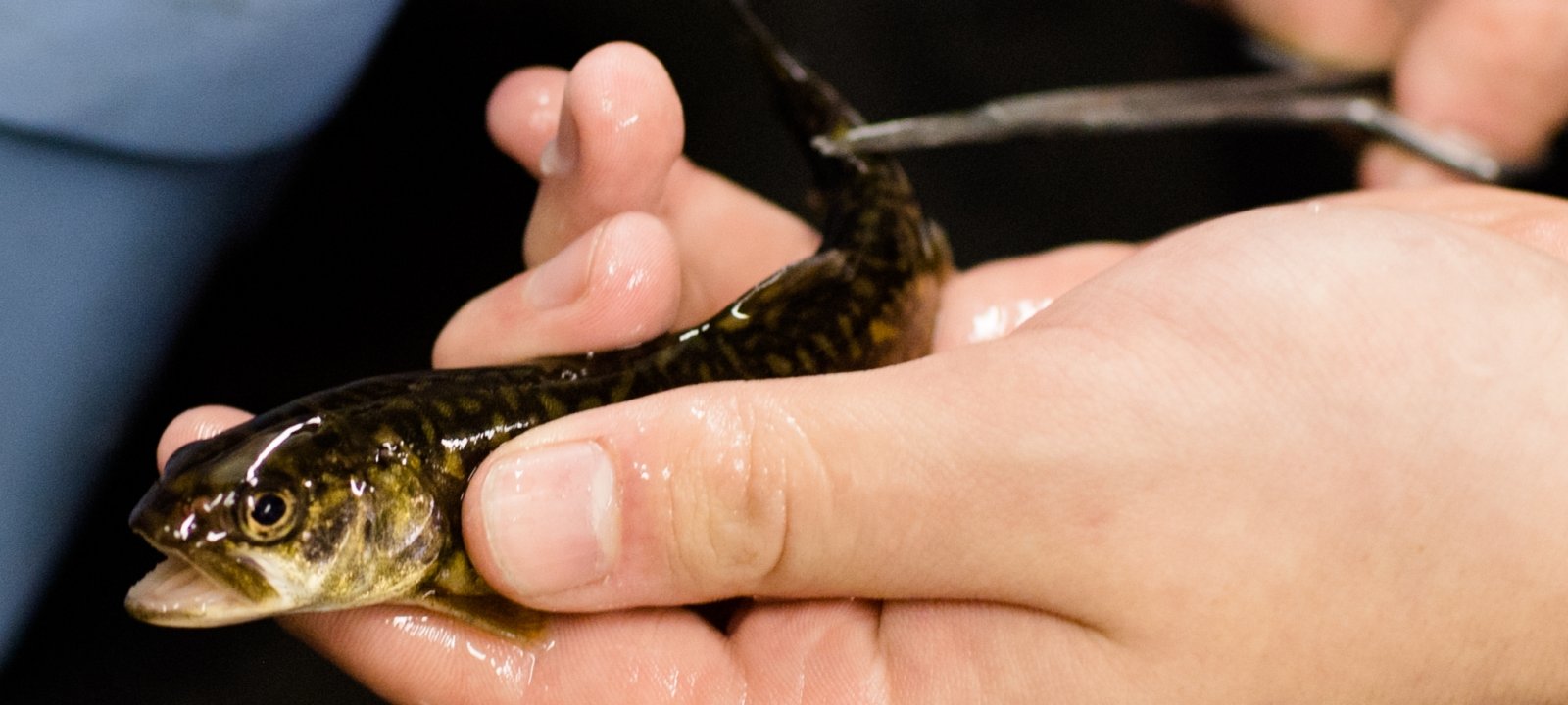 Researcher holding a newly hatched fish.