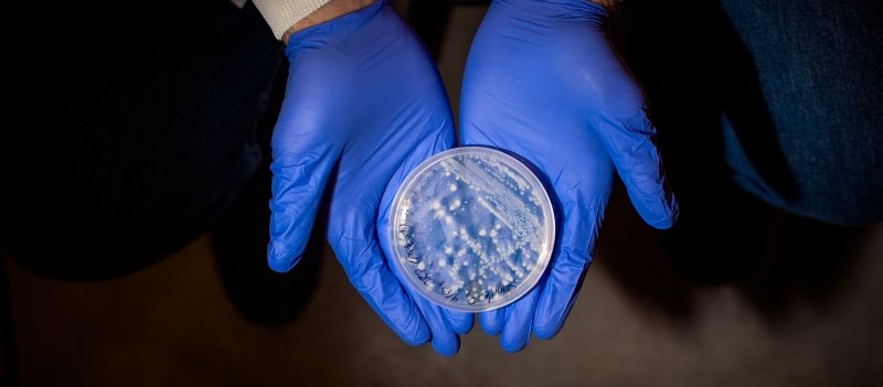 Hands holding a petri dish with growth in it
