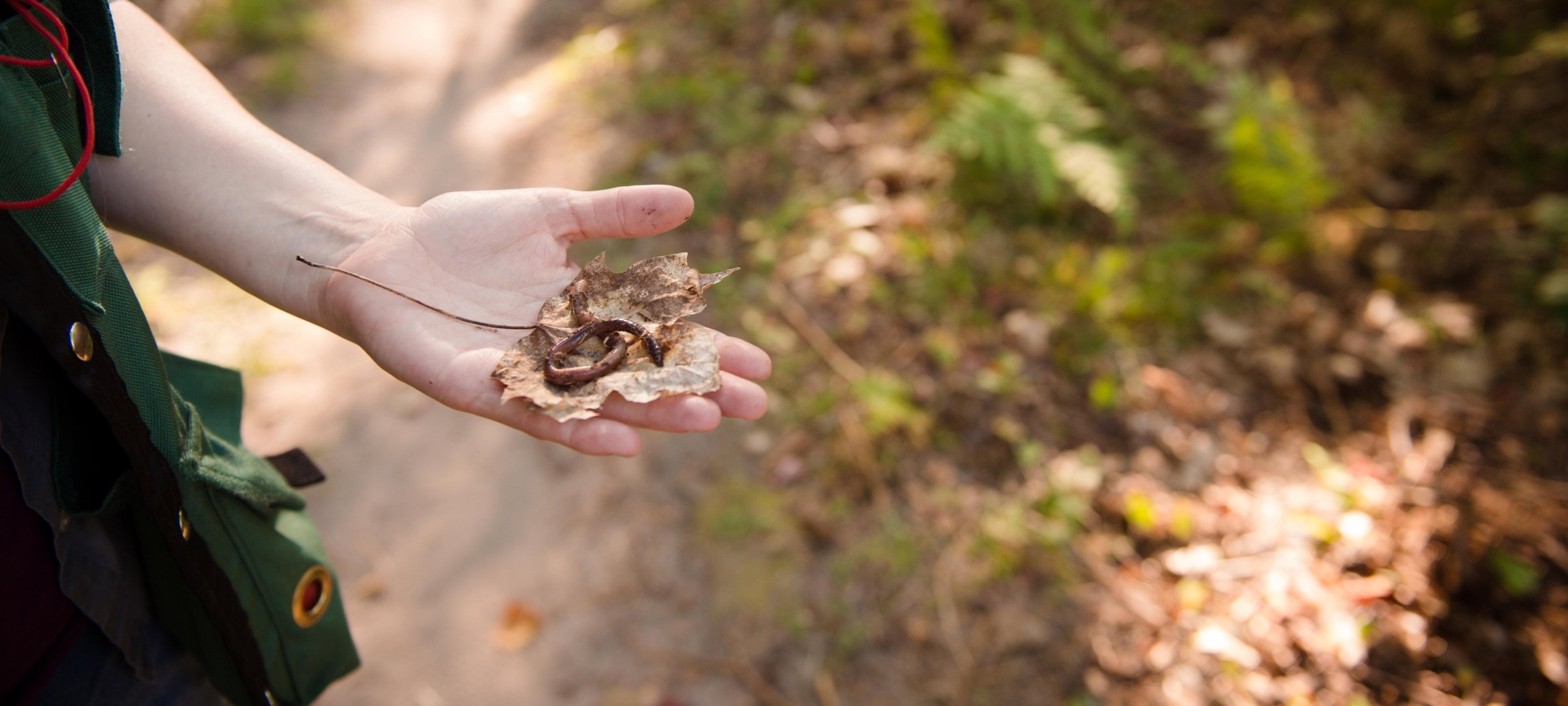 Hand holding a leaf and an earthworm.