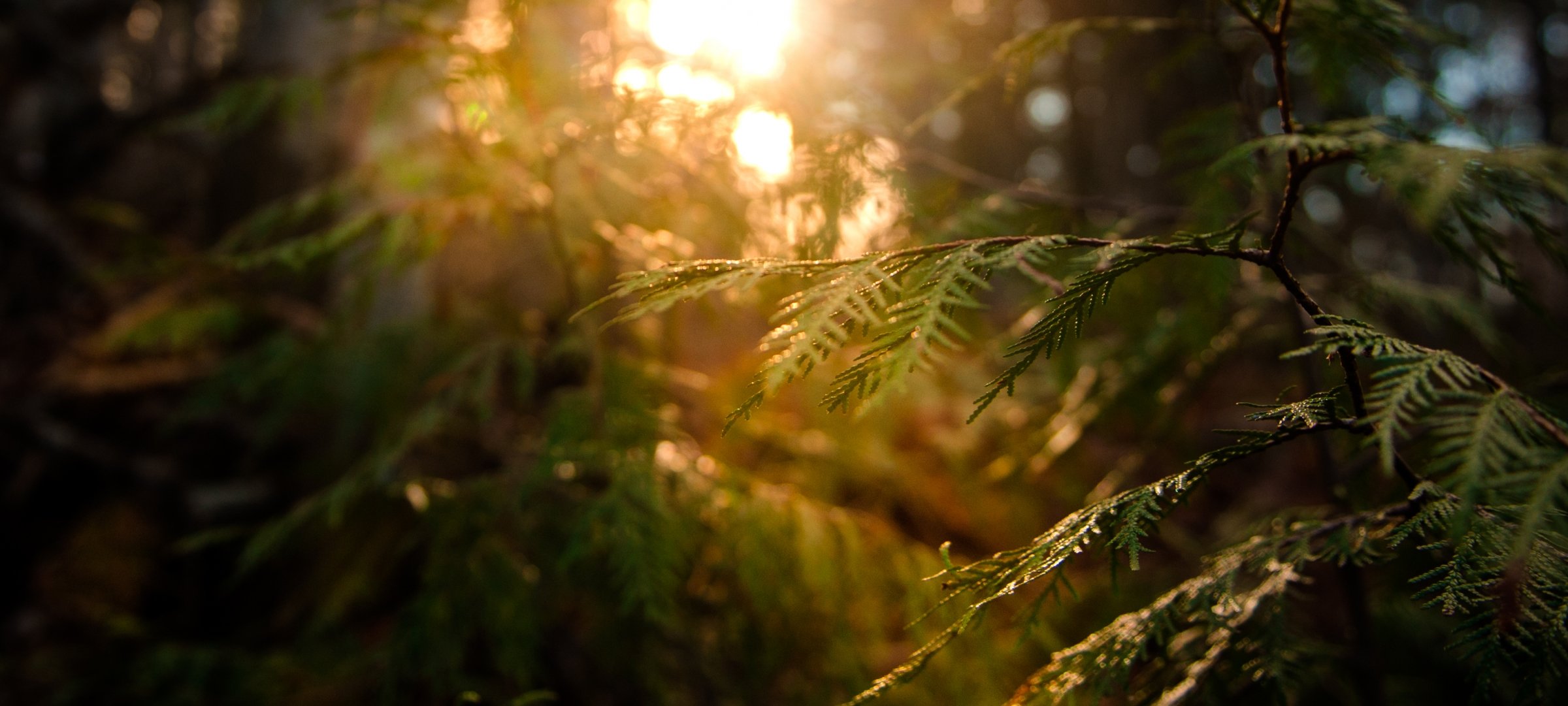 Sunlight peaking through a pine forest