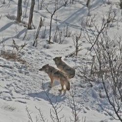 Aerial of two wolves on Isle Royale during winter