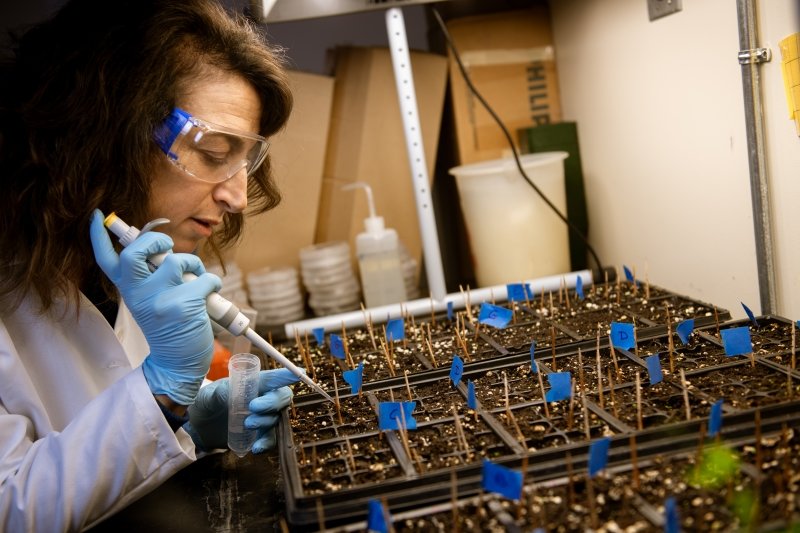 Researcher using dropper over plants.