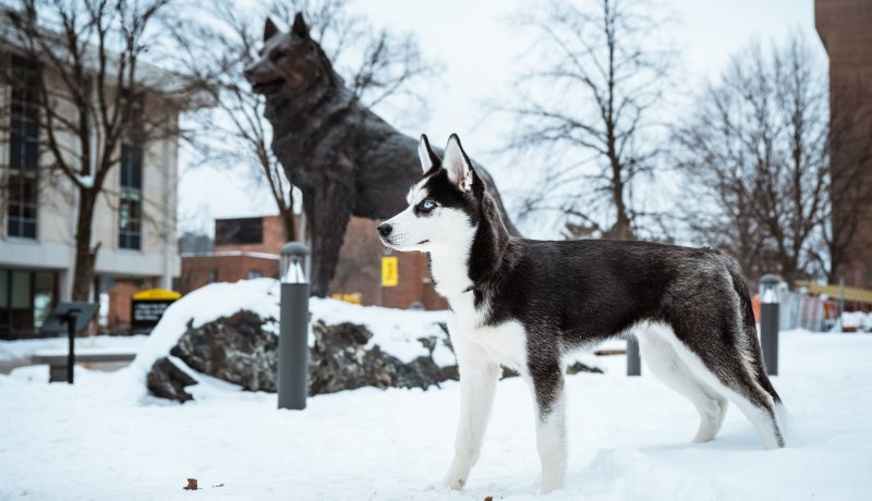 Husky dog in front of Husky Statue on Michigan Tech's campus.