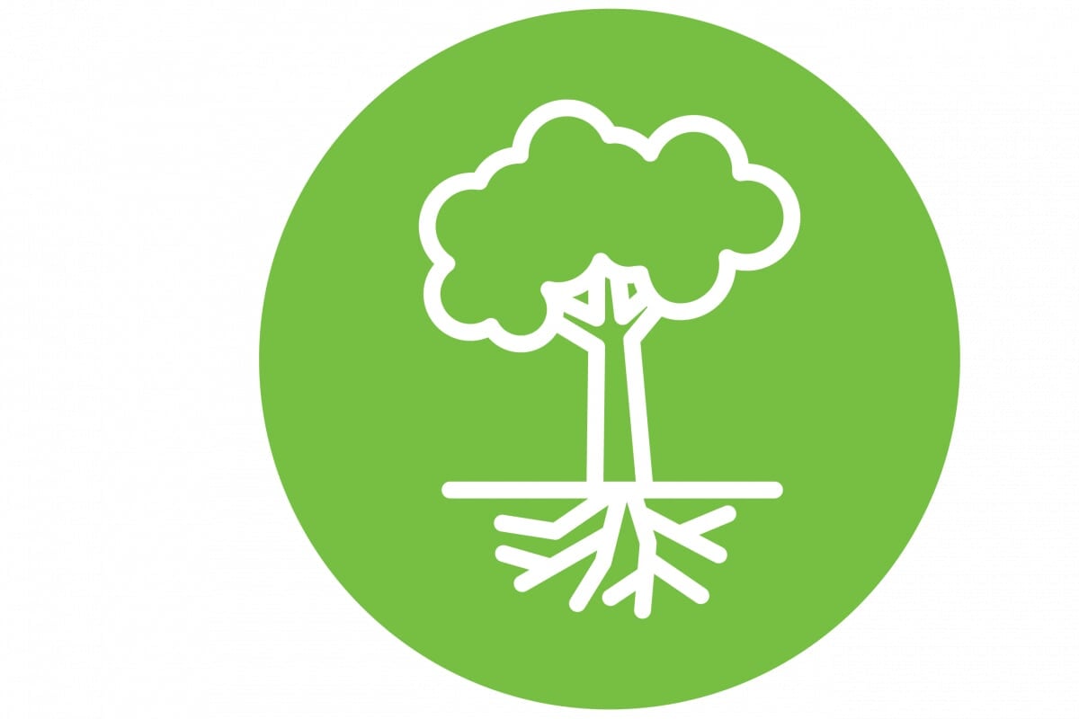 tree with roots icon