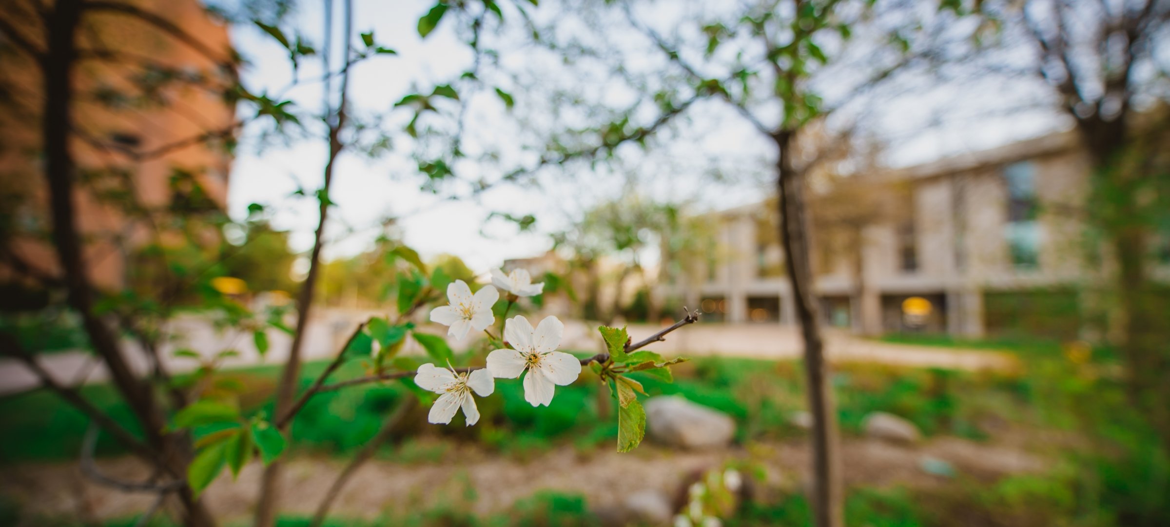 Spring blossom with MTU's campus in the background