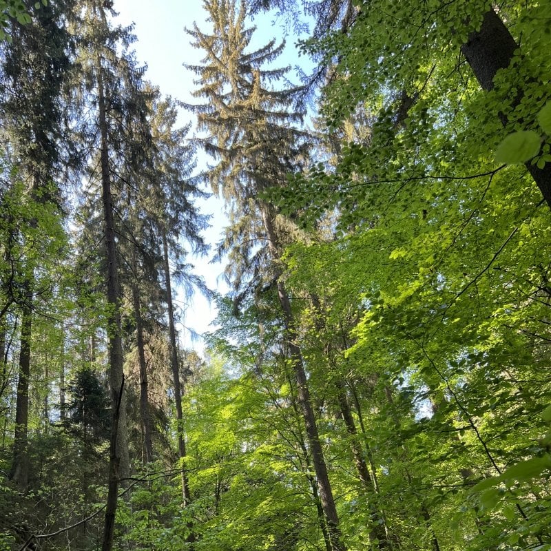 Lush, green evergreen trees in the National Park Sachsen Switzerland