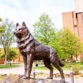 Husky Statue