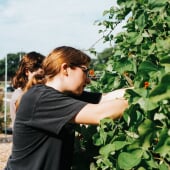 Student harvesting in a garden