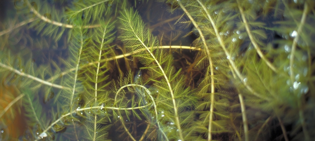 eurasian watermilfoil