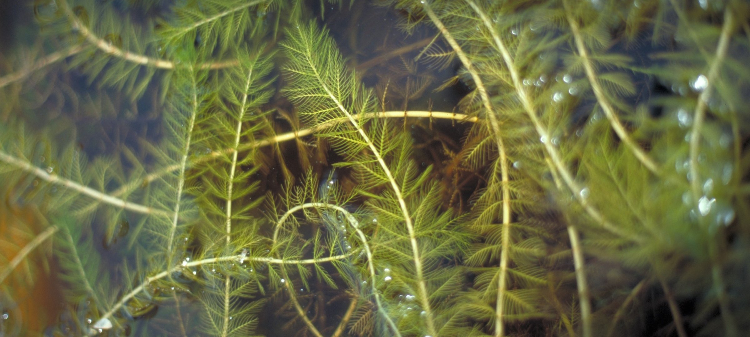 Eurasian watermilfoil