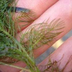 Eurasian watermilfoil leaves