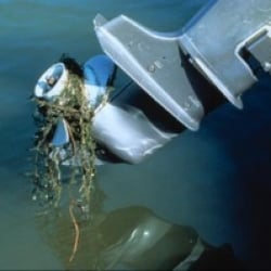 Eurasian watermilfoil on a boat