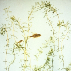 Eurasian watermilfoil underwater