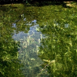 mat of Eurasian watermilfoil