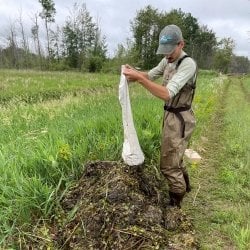 dumping a bag of hand-pulled European frog-bit