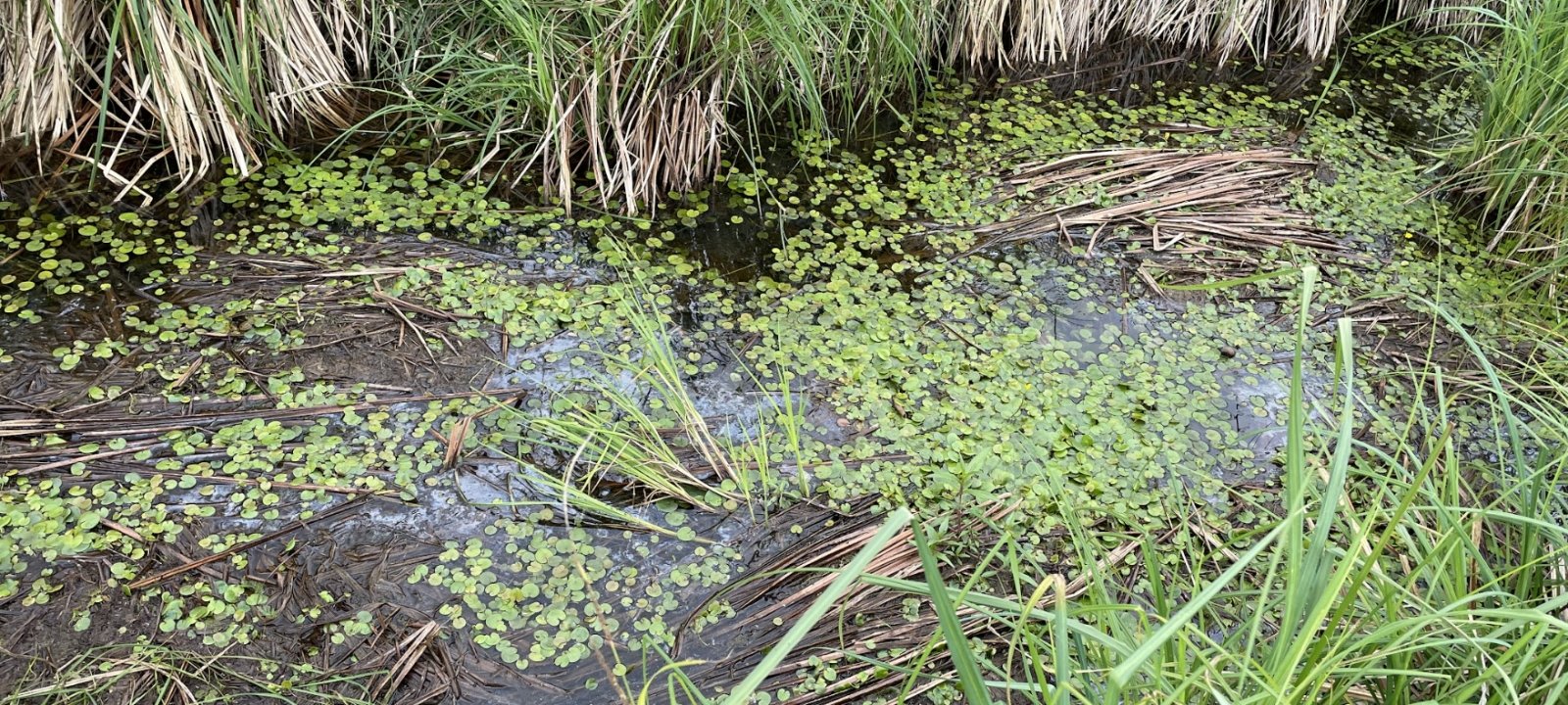 Mat of European frog-bit