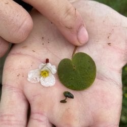 European frog-bit leaf with associated flower and turion bud