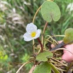 European frog-bit rosette and flower