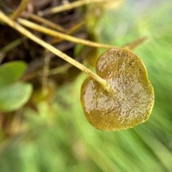 the underside of a European frog-bit leaf